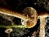  ( - FDS-CA-01979)  @11 [ ] by-nc (2024) Aaron Tupac Fungal Diversity Survey