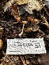  ( - FDS-CA-01925)  @11 [ ] by-nc (2024) Aaron Tupac Fungal Diversity Survey