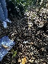  ( - FDS-CA-01925)  @11 [ ] by-nc (2024) Aaron Tupac Fungal Diversity Survey