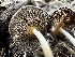  ( - FDS-CA-01932)  @11 [ ] by-nc (2024) Aaron Tupac Fungal Diversity Survey
