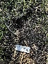  ( - FDS-CA-01932)  @11 [ ] by-nc (2024) Aaron Tupac Fungal Diversity Survey