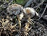  ( - FDS-CA-01932)  @11 [ ] by-nc (2024) Aaron Tupac Fungal Diversity Survey
