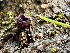  (Pyropyxidaceae - FDS-CA-01933)  @11 [ ] by-nc (2024) Aaron Tupac Fungal Diversity Survey