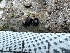  ( - FDS-CA-01933)  @11 [ ] by-nc (2024) Aaron Tupac Fungal Diversity Survey
