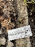  ( - FDS-CA-01801)  @11 [ ] by-nc (2024) Aaron Tupac Fungal Diversity Survey