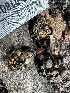  ( - FDS-CA-01801)  @11 [ ] by-nc (2024) Aaron Tupac Fungal Diversity Survey