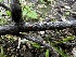  ( - FDS-CA-01969)  @11 [ ] by-nc (2024) Aaron Tupac Fungal Diversity Survey