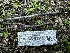 ( - FDS-CA-01969)  @11 [ ] by-nc (2024) Aaron Tupac Fungal Diversity Survey