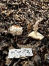  ( - FDS-CA-01867)  @11 [ ] by-nc (2024) Aaron Tupac Fungal Diversity Survey