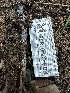  (Xenasmataceae - FDS-CA-01858)  @11 [ ] by-nc (2024) Aaron Tupac Fungal Diversity Survey