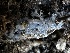  ( - FDS-CA-01858)  @11 [ ] by-nc (2024) Aaron Tupac Fungal Diversity Survey
