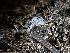  ( - FDS-CA-01858)  @11 [ ] by-nc (2024) Aaron Tupac Fungal Diversity Survey