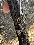  ( - FDS-CA-01818)  @11 [ ] by-nc (2024) Aaron Tupac Fungal Diversity Survey