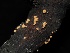  ( - FDS-CA-00124)  @11 [ ] by-nc (2024) Taye Bright Fungal Diversity Survey