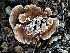  ( - FDS-CA-04338)  @11 [ ] by-nc (2024) Aaron Tupac Fungal Diversity Survey