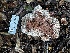  ( - FDS-CA-04338)  @11 [ ] by-nc (2024) Aaron Tupac Fungal Diversity Survey