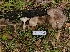  (Gerronema atrialbum - FDS-CA-08393)  @11 [ ] by-nc (2025) Fresno Mycology Society Fungal Diversity Survey