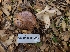  (Tricholoma subannulatum - FDS-CA-08395)  @11 [ ] by-nc (2025) Fresno Mycology Society Fungal Diversity Survey