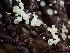  (Lachnellula sp. CA07 - FDS-CA-07470)  @11 [ ] by (2025) Justin Paulin Fungal Diversity Survey