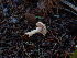  (Agaricus sp. CA02 x CA03 - FDS-CA-07460)  @11 [ ] by (2025) Justin Paulin Fungal Diversity Survey