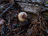  ( - FDS-CA-07460)  @11 [ ] by (2025) Justin Paulin Fungal Diversity Survey