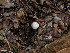  ( - FDS-CA-06677)  @11 [ ] by (2025) Justin Paulin Fungal Diversity Survey