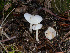  ( - FDS-CA-06674)  @11 [ ] by (2025) Justin Paulin Fungal Diversity Survey