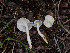  ( - FDS-CA-06674)  @11 [ ] by (2025) Justin Paulin Fungal Diversity Survey