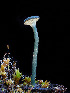  ( - FDS-CA-07173)  @11 [ ] by (2025) Justin Paulin Fungal Diversity Survey