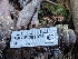  (Auriscalpium vulgare CA01 - HAY-F-001973)  @11 [ ] Unspecified (default): All Rights Reserved (2023) Stu Pickell FunDiS