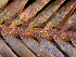  ( - FDS-CA-06690)  @11 [ ] by (2025) Justin Paulin Fungal Diversity Survey