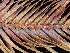  ( - FDS-CA-06690)  @11 [ ] by (2025) Justin Paulin Fungal Diversity Survey