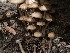  ( - FDS-CA-03814)  @11 [ ] by-nc (2024) Stu Pickell Fungal Diversity Survey