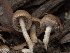  ( - FDS-CA-03814)  @11 [ ] by-nc (2024) Stu Pickell Fungal Diversity Survey