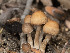  ( - FDS-CA-03814)  @11 [ ] by-nc (2024) Stu Pickell Fungal Diversity Survey