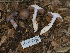  ( - FDS-CA-01369)  @11 [ ] by-nc (2024) Stu Pickell Fungal Diversity Survey