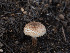  ( - FDS-CA-03650)  @11 [ ] by-nc (2024) Stu Pickell Fungal Diversity Survey