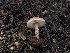  ( - FDS-CA-03650)  @11 [ ] by-nc (2024) Stu Pickell Fungal Diversity Survey