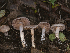  ( - FDS-CA-01416)  @11 [ ] by-nc (2024) Stu Pickell Fungal Diversity Survey