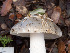  (Amanita sp. vaginata-PNW12 - FDS-CA-03643)  @11 [ ] by-nc (2024) Stu Pickell Fungal Diversity Survey