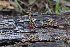  ( - FDS-CA-08759)  @11 [ ] c (2025) Marinna Grijalva Fungal Diversity Survey