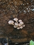  ( - HAY-F-000628)  @11 [ ] Unspecified (default): All Rights Reserved (2023) Mandy Hackney FunDiS