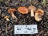  (Lactarius subflammeus - HAY-F-000632)  @11 [ ] Unspecified (default): All Rights Reserved (2023) Mandy Hackney FunDiS