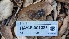  (Melanogaster sp. CA06 - HAY-F-001383)  @11 [ ] Unspecified (default): All Rights Reserved (2023) Michelle C. Torres-Grant FunDiS
