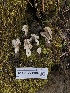  (Helvella sp. CA01 - HAY-F-003105)  @11 [ ] cc-by-nc (2023) Dean Lyons FunDiS
