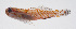  ( - FUT-028)  @11 [ ] CreativeCommons  Attribution Non-Commercial (by-nc) (2016) Unspecified Smithsonian Institution National Museum of Natural History