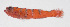 ( - FUT-030)  @11 [ ] CreativeCommons  Attribution Non-Commercial (by-nc) (2016) Unspecified Smithsonian Institution National Museum of Natural History