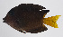  ( - FUT-040)  @11 [ ] CreativeCommons  Attribution Non-Commercial (by-nc) (2016) Unspecified Smithsonian Institution National Museum of Natural History