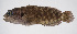  ( - FUT-049)  @11 [ ] CreativeCommons  Attribution Non-Commercial (by-nc) (2016) Unspecified Smithsonian Institution National Museum of Natural History