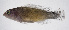  (Pseudochromis jamesi - FUT-051)  @11 [ ] CreativeCommons  Attribution Non-Commercial (by-nc) (2016) Unspecified Smithsonian Institution National Museum of Natural History
